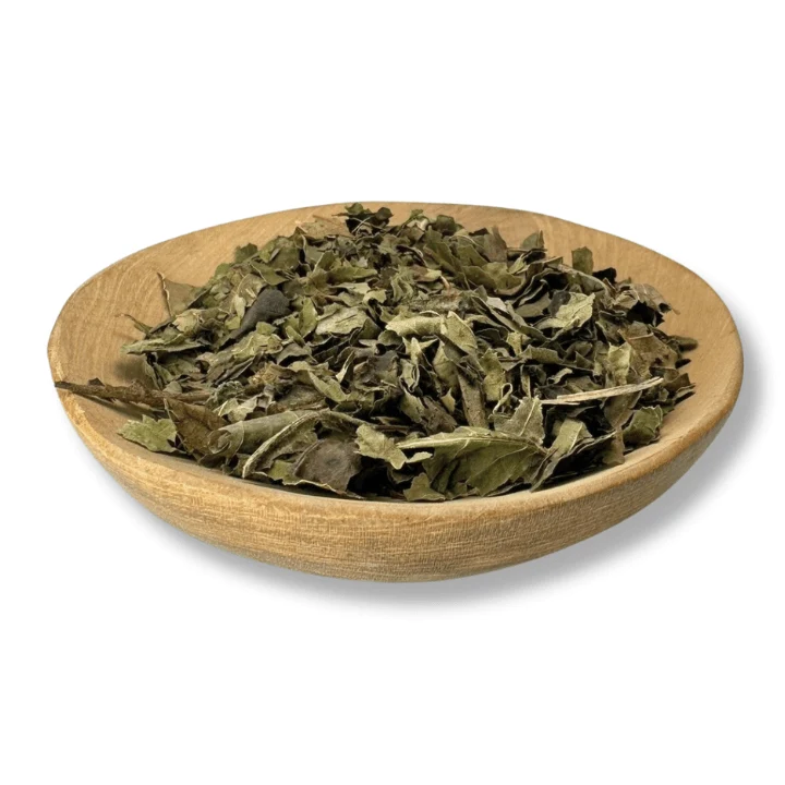Black Walnut Leaf