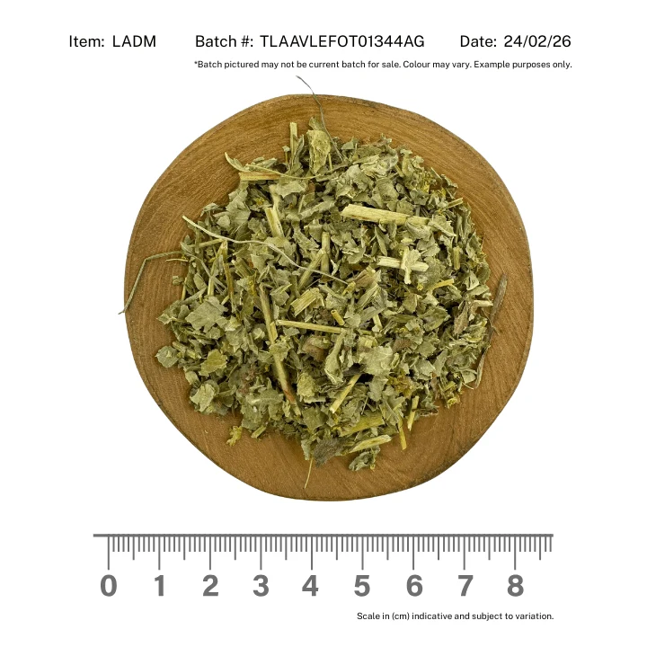 Ladies Mantle Herb - Image 2