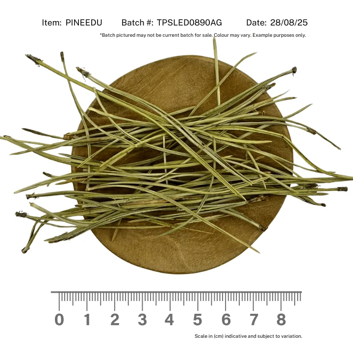 Pine Needles Uncut - Image 2